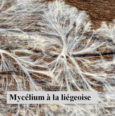 LOGO-Myceliome-a-la-liegeoise